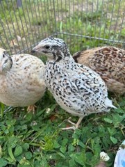 25+ Assorted Coturnix Fertile Quail Hatching Eggs – Variety Of Color