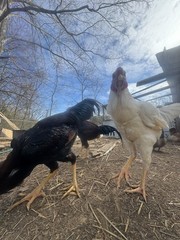 10 Giant Chicks Hatching Eggs- Indio Gigante X Dual Purpose Prolific Egg Layers