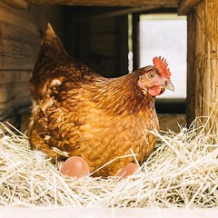 Fake Nest Eggs Wooden Brown Easter Eggs for Craft Get Hens to Lay Eggs 6Pcs