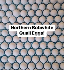 100 Northern Bobwhite Quail Hatching Eggs – NPIP Cert – FREE SHIPPING