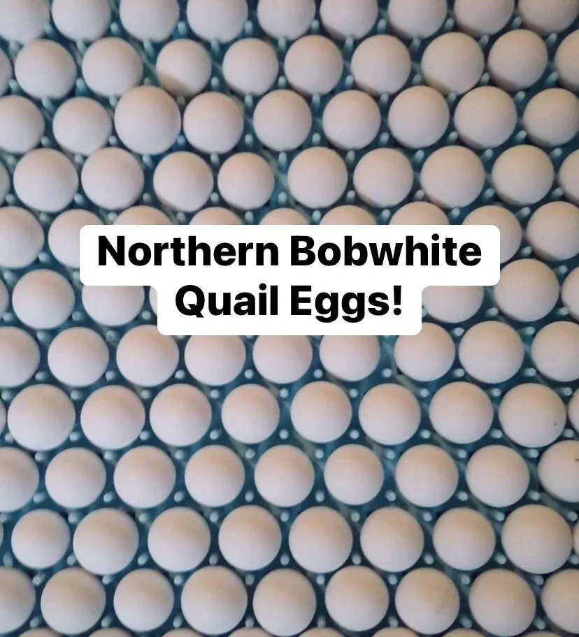 90 Northern Bobwhite Quail Hatching Eggs – NPIP Cert – FREE SHIPPING
