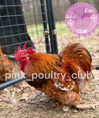 8 RARE high quality Bantam Cochin hatching eggs Mottled Porcelain Mille Frizzle