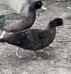 6 Fresh Muscovy duck eggs 3 Bronze 3 Black, for Hatching SHIPS 2 day FedEx
