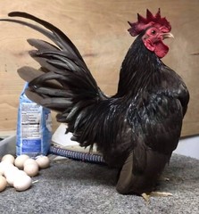 6 + 3 SQ Fresh Serama Hatching Eggs Splash Blue Black Chocolate Mottled! NPIP