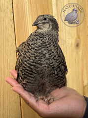 12 RAINBOW RARE COLORS Coturnix quail hatching eggs mixed variety FREE SHIPPING