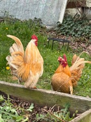 6 + small Show Quality Serama chicken Hatching Eggs