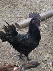 12+6 Fresh Fertile Hatching Eggs, Blue, Green, Mint, Olive, BYM +Cemani +