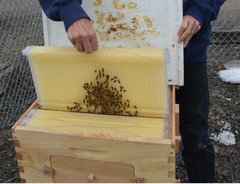 Improved 7 x Auto Beehive Frames Beekeeping Frames Bee Frames Beehive Frames