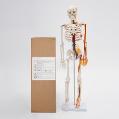 Anatomical Skeleton Model 33.46″, Detachable with Blood Vessels & Base