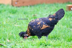 6+ Gold Appenzeller Chicken Hatching Eggs