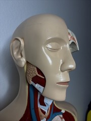 Denoyer-Geppert Body Torso Anatomical Model See Description