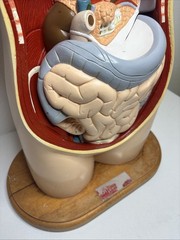 Denoyer-Geppert Body Torso Anatomical Model See Description