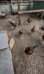 4 Indio Gigante hatching eggs Brazil. NPIP~ AI TALLEST CHICKEN BREED IN WORLD 🌎