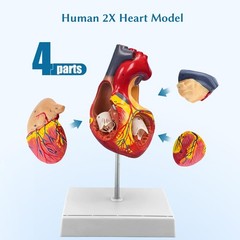 2X Enlarged Anatomical Heart Model,4-Part Removable with Ventricles Atria Val…
