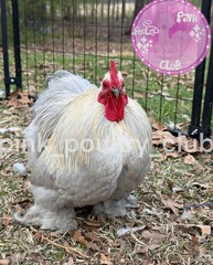8 RARE high quality Bantam Cochin hatching eggs Mottled Porcelain Mille Frizzle