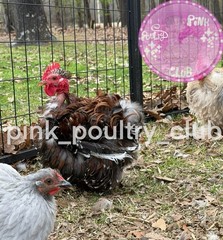 8 RARE high quality Bantam Cochin hatching eggs Mottled Porcelain Mille Frizzle