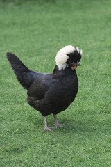 6 Pure Fancy & Rare Cross Chicken Hatching Eggs