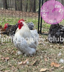 8 RARE high quality Bantam Cochin hatching eggs Mottled Porcelain Mille Frizzle