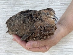 100 ++ Fertile Jumbo Multi Color Coturnix Quail Hatching Eggs