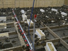 67+ KINGsBROWN XL. JUMBO brown coturnix quail hatching eggs,