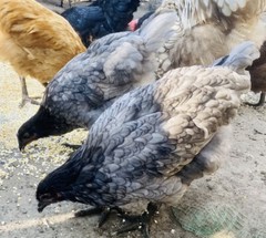 12 BYM Chicken Hatching Eggs Ameraucana Orpington Wyandotte Maran Cochin Brahma