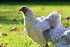 6+ Lavender Brahma Fertile Chicken Hatching Eggs Gentle Large Breed