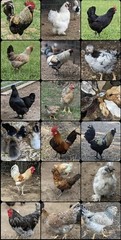 12 – Fresh and Fertilized Blue/Green/Dark Brown Layer Mix Chicken Hatching Eggs!