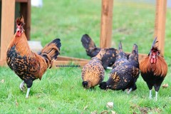 6+ Gold Appenzeller Chicken Hatching Eggs