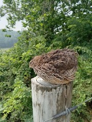 33+ KINGsBROWN XL. JUMBO brown coturnix quail hatching eggs,