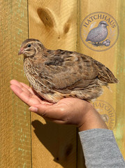 24 JUMBOS RARE COLORS Coturnix Quail Hatching eggs – assorted colors variety
