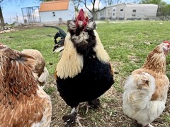 12+ Rainbow Chicken Hatching Assortment Ameraucana, Faverolles, Marans, EE / OE