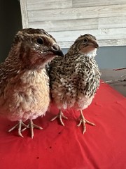 36 Jumbo Coturnix Quail Fertile Hatching Eggs, NPIP Certified Game Farm