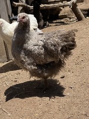 12 BYM Chicken Hatching Eggs Ameraucana Orpington Wyandotte Maran Cochin Brahma