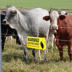 Blulu 8 Pack Metal Electric Fence Warning Signs 10 x 4 Inches Reflective Alum…