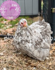 8 RARE high quality Bantam Cochin hatching eggs Mottled Porcelain Mille Frizzle