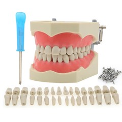 US Columbia Dentoform 860 Type Dental Typodont Model 32pcs Removable Teeth