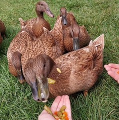 Purebred Khaki Campbell Duck Hatching Eggs – 12+ Fresh and Fertile