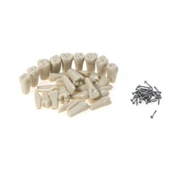 US Columbia Dentoform 860 Type Dental Typodont Model 32pcs Removable Teeth