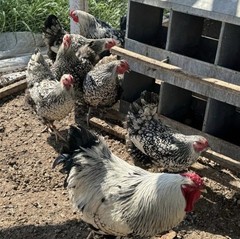 Silver Laced Whyndotte Hatching Eggs 12+2 Eggs