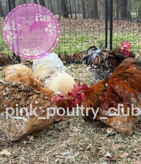 8 RARE high quality Bantam Cochin hatching eggs Mottled Porcelain Mille Frizzle