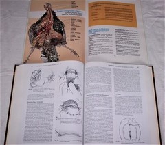 Current Veterinary Therapy: Food Animal Practice & Salsbury Poultry Diseases LOT