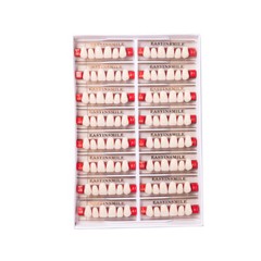 US Dental Acrylic Resin Teeth Anterior/Posterior Shade A1/A2/A3 Full Set Denture