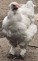 12 BYM Chicken Hatching Eggs Ameraucana Orpington Wyandotte Maran Cochin Brahma