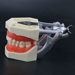 USA Kilgore Nissin 500 Style Dental Teeth Typodont Model 28Pcs Removable Teeth