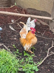 6 + small Show Quality Serama chicken Hatching Eggs