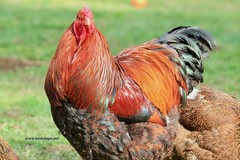 10+ Fertile Chicken Hatching Eggs Brahma Camani Serama Legbar Marans Owlbeard