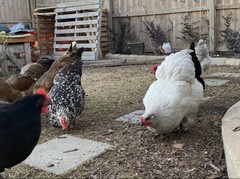 12 BYM Chicken Hatching Eggs Ameraucana Orpington Wyandotte Maran Cochin Brahma
