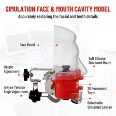 Dental Typodont Teeth Model Dental Simulator Dental Mannequin Implant Head Model