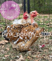 8 RARE high quality Bantam Cochin hatching eggs Mottled Porcelain Mille Frizzle