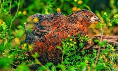 30 Showline Jumbo Coturnix Quail Hatching Eggs – Rare Colors & Premium Genetics
